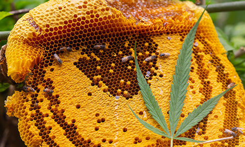 Pure Beeswax
